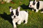 Süße französische Bulldoggen Welpen